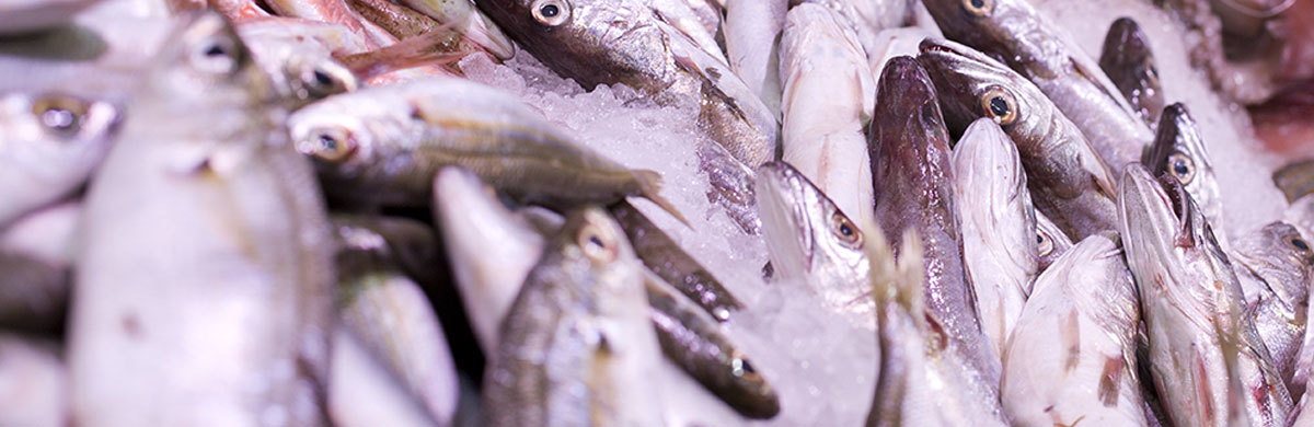 pescados